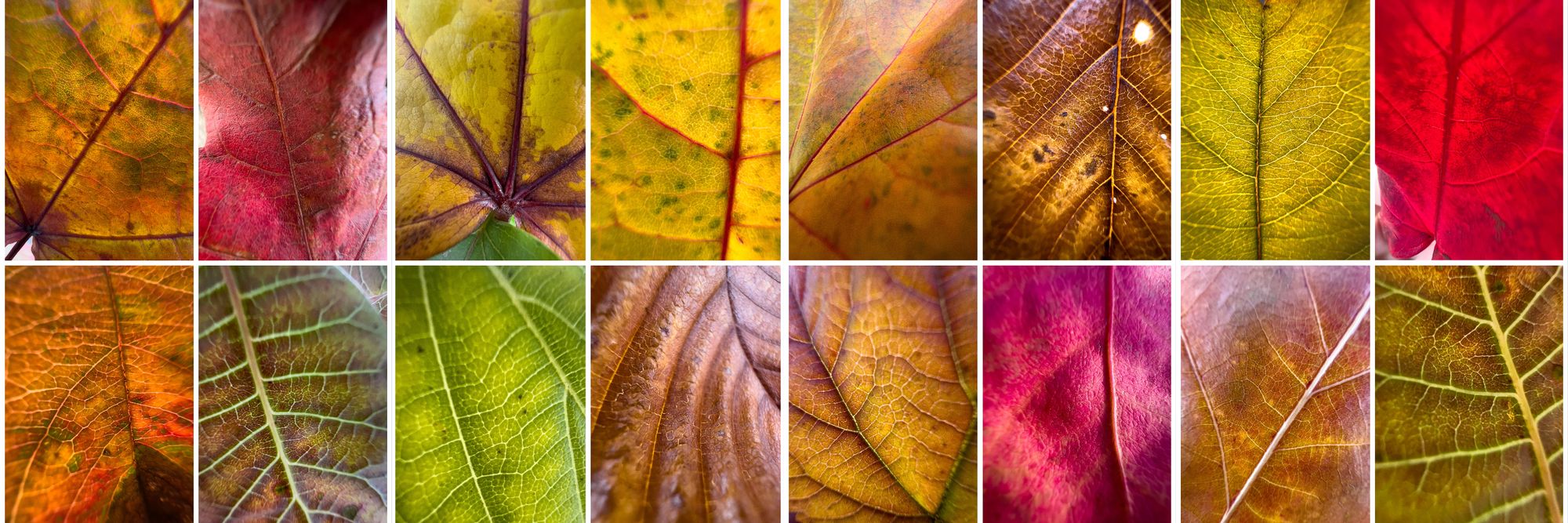 Shapes, Shades and Colours of Fall