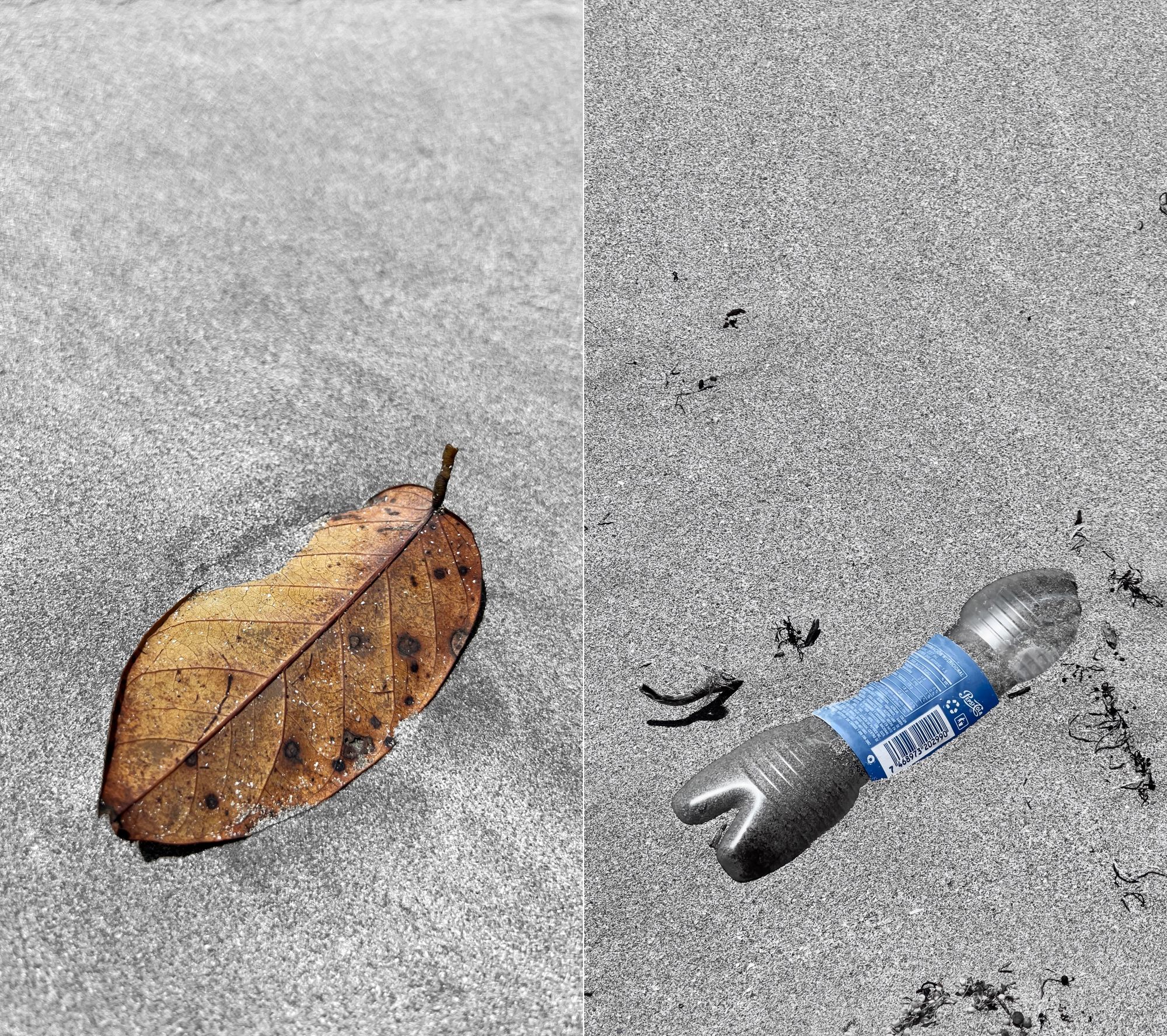 Did you know that it is estimated that a plastic bottle can take anywhere from 450 to 1000 years to decompose completely? However, for a leaf, it’s a matter of just a few years.