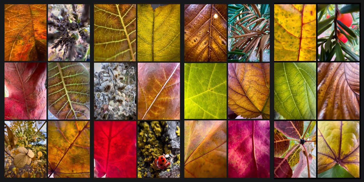 Photo Legend #29 — Shapes, Shades and Colours of Fall